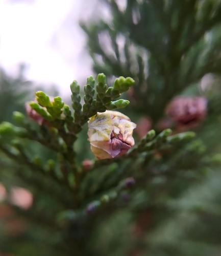 Cupressatia siskiyou