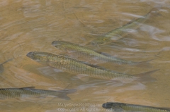 Ctenopharyngodon idella