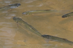 Ctenopharyngodon idella