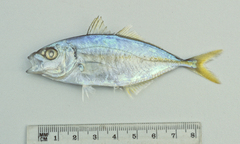 Selaroides leptolepis