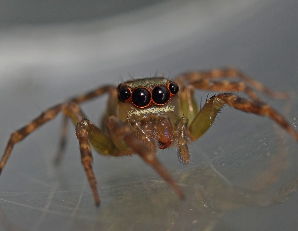 Pochyta