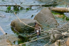 Lonchura striata