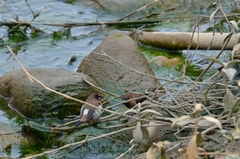 Lonchura striata