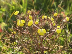 Triphysaria eriantha