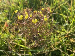 Triphysaria eriantha