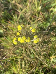 Triphysaria eriantha