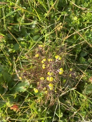 Triphysaria eriantha