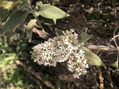 Buddleja asiatica