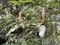Machilus japonica