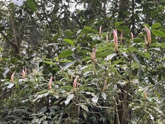 Machilus japonica