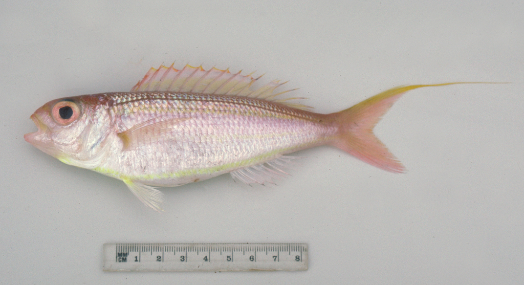 Yellow-Lip Butterfly Bream