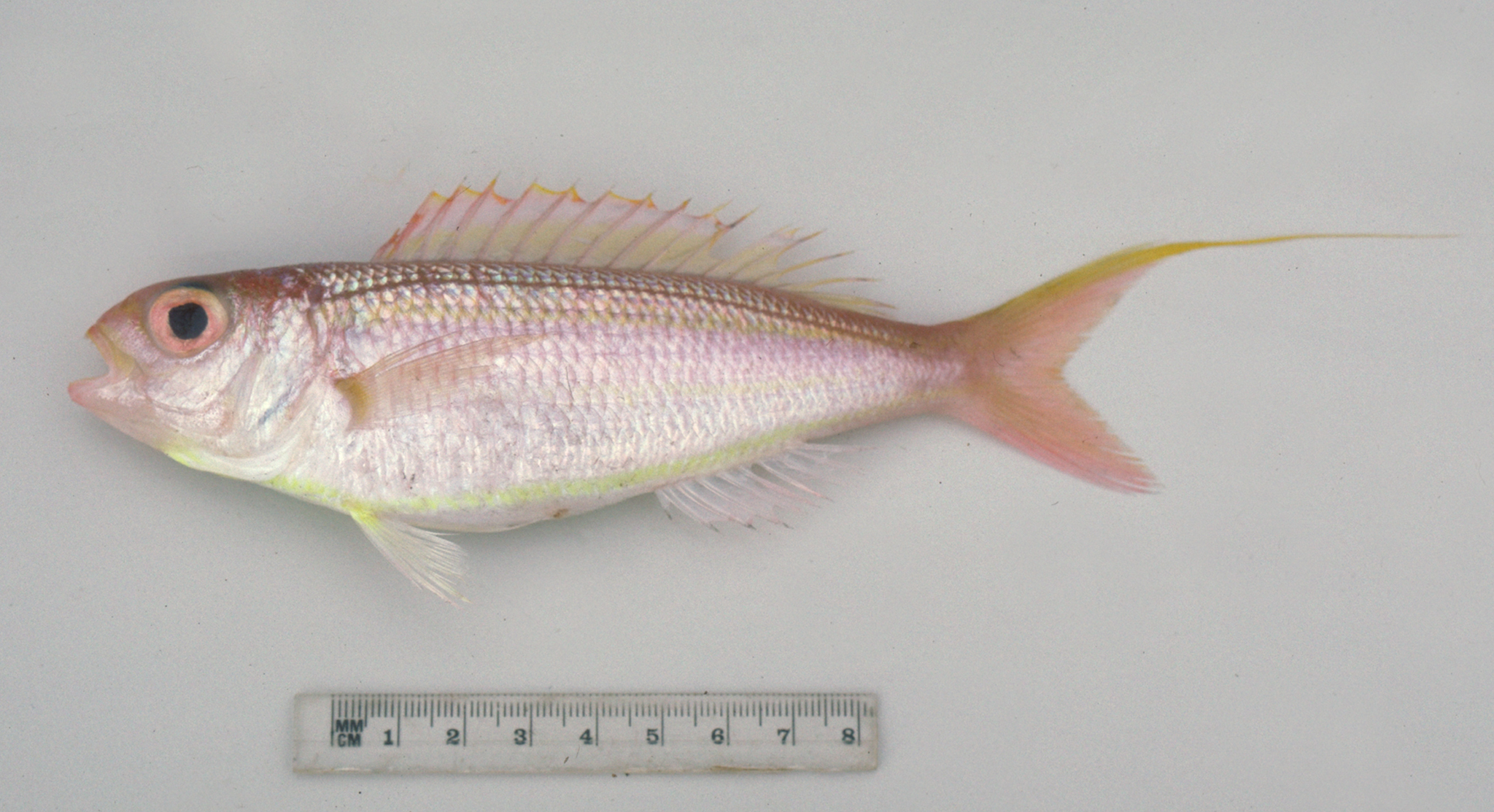 Yellow-Lip Butterfly Bream photo 3
