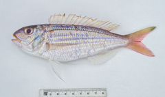 Nemipterus theodorei