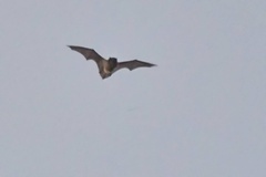 Chalinolobus gouldii