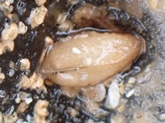 Acar squamosa