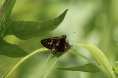 Polytremis lubricans