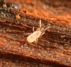 Dendrolaelaps
