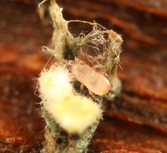 Dendrolaelaps