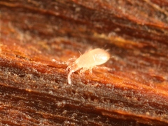 Dendrolaelaps