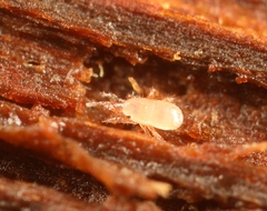 Dendrolaelaps