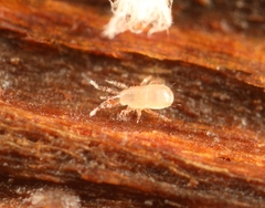 Dendrolaelaps