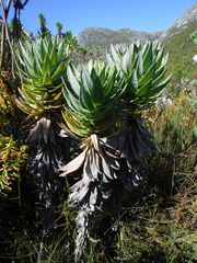 Senecio speciosissimus