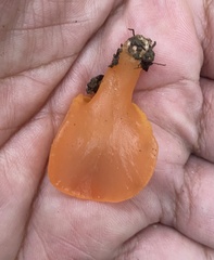 Guepinia