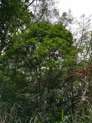 Symplocos macrostroma