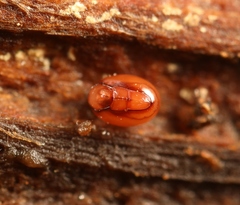 Phthiracarus globosus