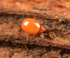 Phthiracarus globosus