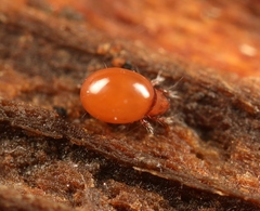 Phthiracarus globosus