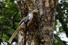 Ocyceros gingalensis