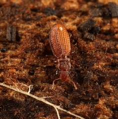 Dienerella clathrata