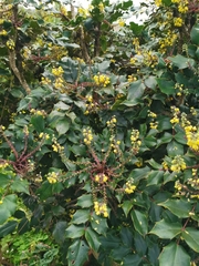 Berberis japonica