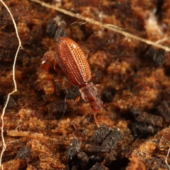 Dienerella clathrata