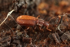 Dienerella clathrata
