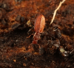 Dienerella clathrata