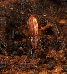 Dienerella clathrata
