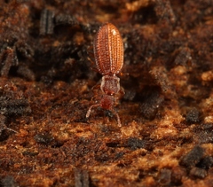 Dienerella clathrata