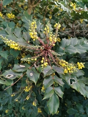 Berberis japonica