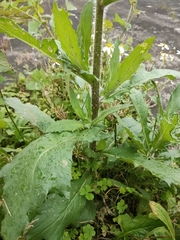 Erechtites hieraciifolius cacaloides