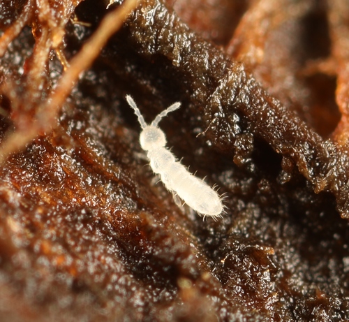 Representative image of Isotomiella