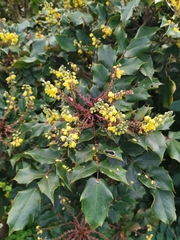 Berberis japonica