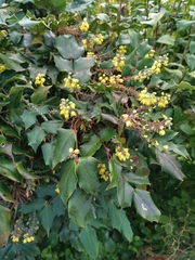 Berberis japonica