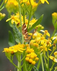 Chrysolarentia polycarpa