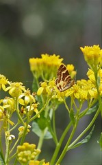 Chrysolarentia polycarpa
