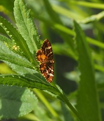Chrysolarentia polycarpa