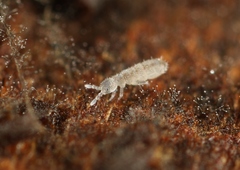 Parisotoma notabilis