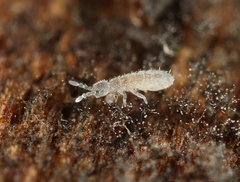 Parisotoma notabilis