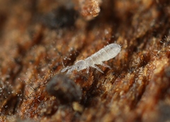 Parisotoma notabilis